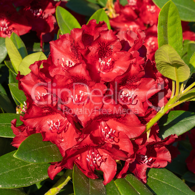 Rhododendron Hybrid Rabatz, Rhododendron hybrid