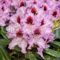 Rhododendron Hybrid Kabarett, Rhododendron hybrid