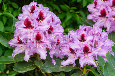 Rhododendron Hybrid Kabarett, Rhododendron hybrid