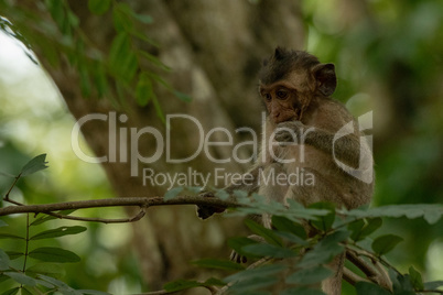 Baby long-tailed macaque sits on shady branch