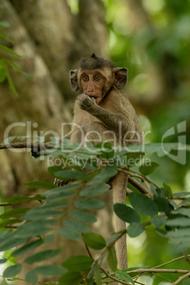 Baby long-tailed macaque sucks thumb on branch