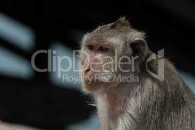 Close-up of long-tailed macaque head and shoulders