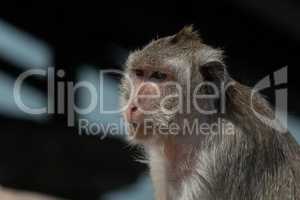 Close-up of long-tailed macaque head and shoulders