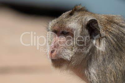 Close-up of long-tailed macaque shoulders and head