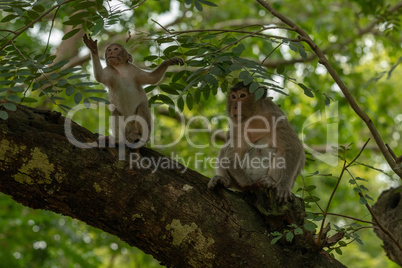 Long-tailed macaque and baby sit on branch