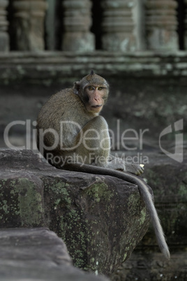 Long-tailed macaque at Angkor Wat faces camera