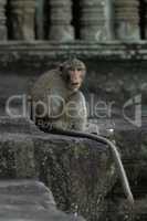 Long-tailed macaque at Angkor Wat faces camera