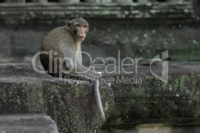 Long-tailed macaque faces camera at Angkor Wat