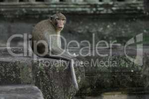 Long-tailed macaque faces camera at Angkor Wat
