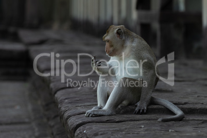 Long-tailed macaque on wall stares at hand