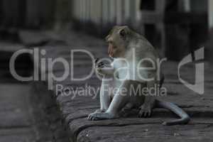 Long-tailed macaque on wall stares at hand