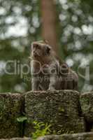 Long-tailed macaque on mossy wall in temple