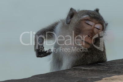 Long-tailed macaque scratching itself with eyes closed
