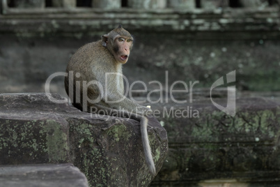 Long-tailed macaque sits eating at Angkor Wat