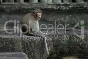 Long-tailed macaque sits eating at Angkor Wat