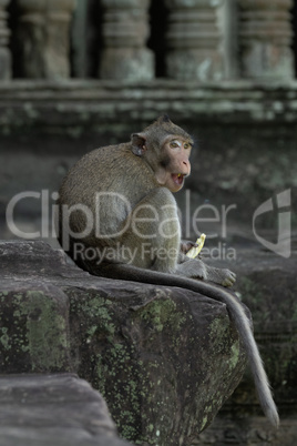 Long-tailed macaque sits eating at stone temple