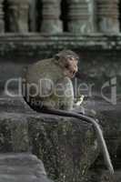 Long-tailed macaque sits eating at stone temple