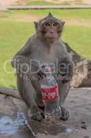 Long-tailed macaque sits holding empty plastic bottle