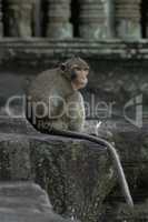 Long-tailed macaque sits eating on stone wall