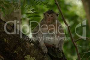 Long-tailed macaque sits in shade on branch