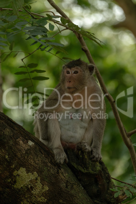 Long-tailed macaque sits in shadows on branch