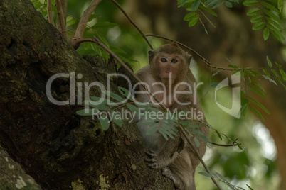 Long-tailed macaque sits on branch facing camera