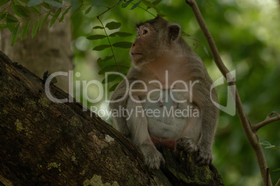 Long-tailed macaque sits on branch in shade