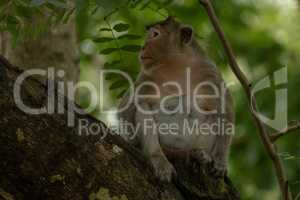 Long-tailed macaque sits on branch in shade