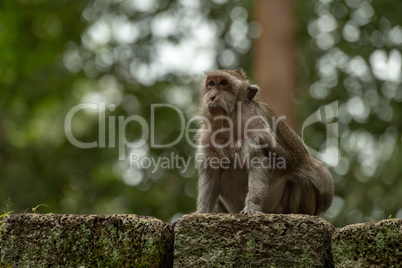 Long-tailed macaque sits on mossy stone wall