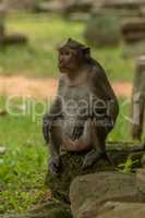 Long-tailed macaque sits on pile of stones