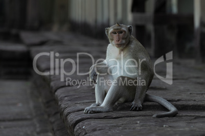 Long-tailed macaque sits on wall facing camera
