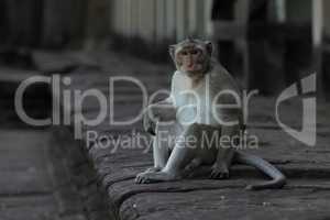 Long-tailed macaque sits on wall facing camera