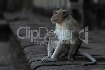 Long-tailed macaque sits on wall facing left