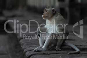 Long-tailed macaque sits on wall facing left
