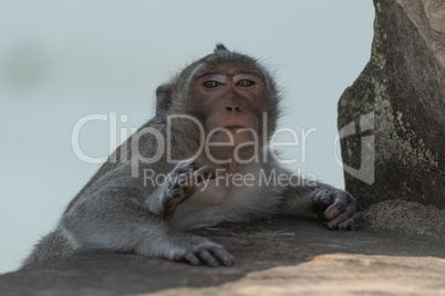 Long-tailed macaque sits resting on stone bridge