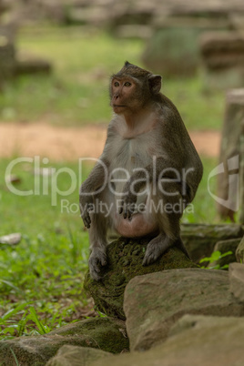 Long-tailed macaque sits with elbows on knees