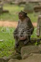 Long-tailed macaque sits with elbows on knees