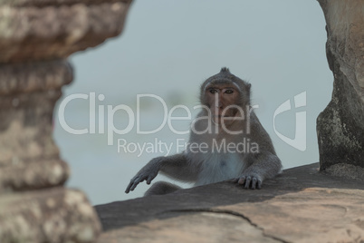 Long-tailed macaque sitting between stone bridge pillars