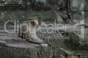 Long-tailed macaque sitting on Angkor Wat wall