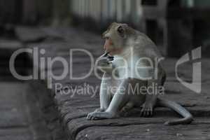 Long-tailed macaque sucking finger on stone wall