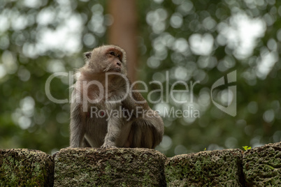 Long-tailed macaque sitting on mossy stone wall