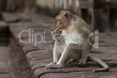 Long-tailed macaque sucks finger on stone wall