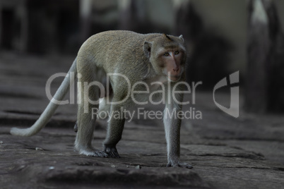 Long-tailed macaque walks on wall of temple