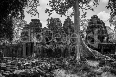 Mono rear of ruined temple in forest