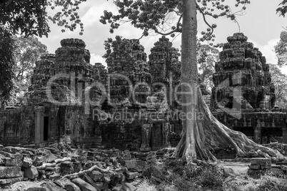 Mono tree among ruins of stone temple