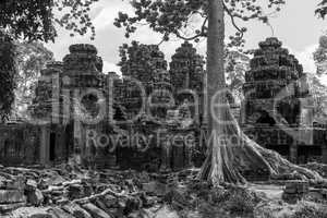 Mono tree among ruins of stone temple