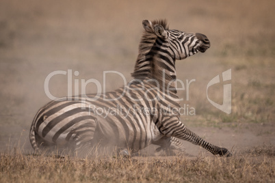 Plains zebra lying on grassland in dust
