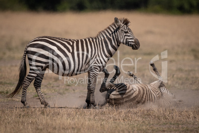 Plains zebra rolling in dust by mother