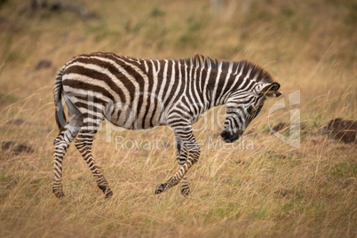 Plains zebra on savannah with lowered head