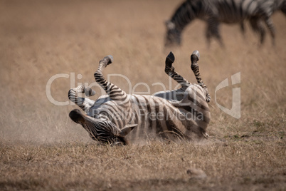 Plains zebra rolling in dust near others